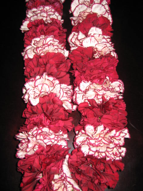 red and white carnation